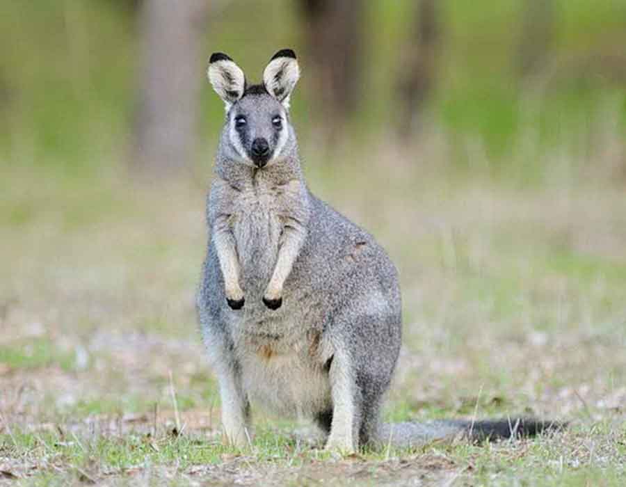 Experience Perth Hills - Plan Your Trip - Tours- Karakamia Wildlife Sanctuary
