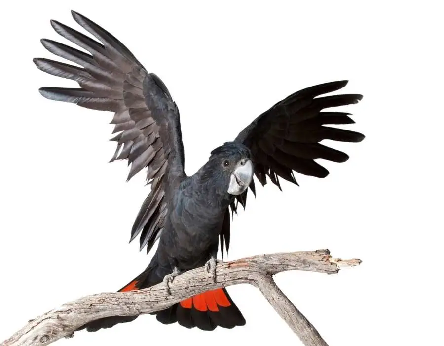 Kaarakin Black Cockatoo Conservation Centre