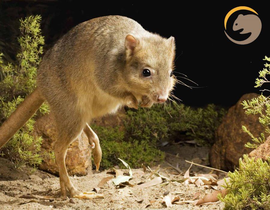 Kanyana Wildlife Nocturnal Tour - Experience Perth Hills