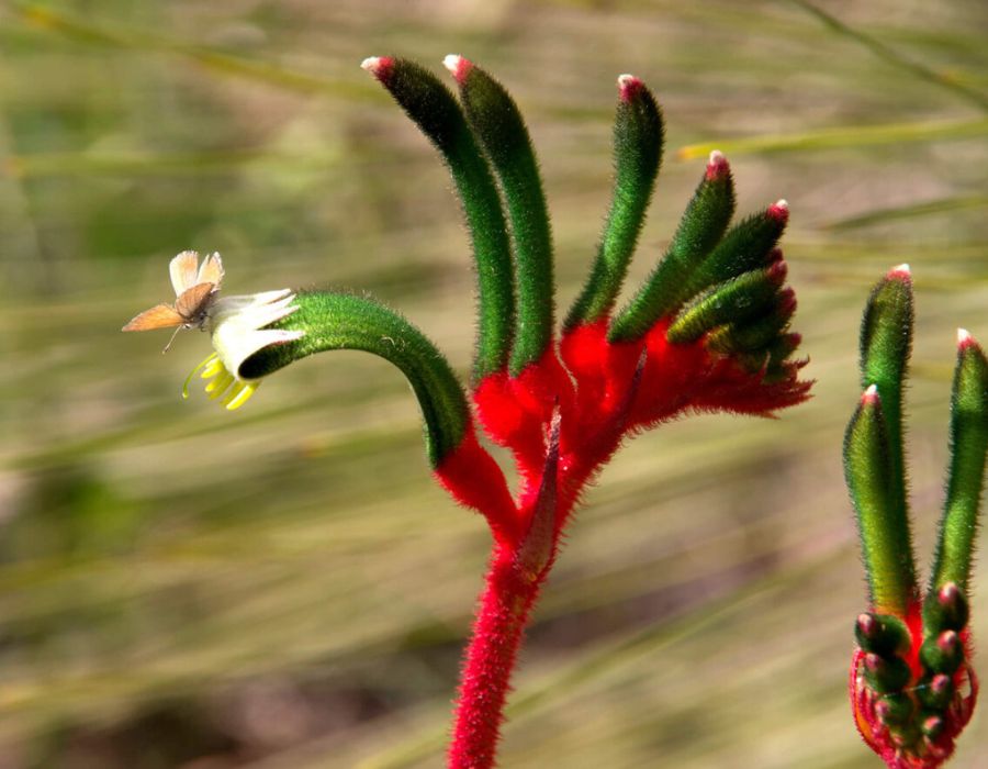 butterfly on kangaroo paw