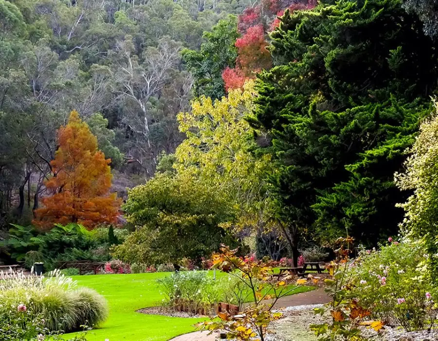 Araluen Botanic Park autumn colours