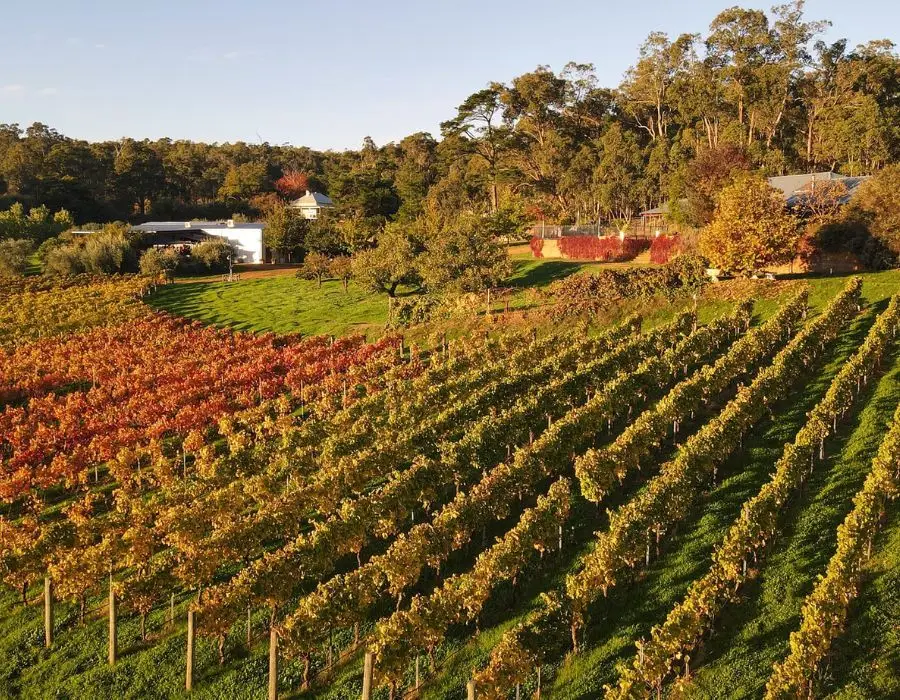 Tonon Vineyard & Winery autumn vines