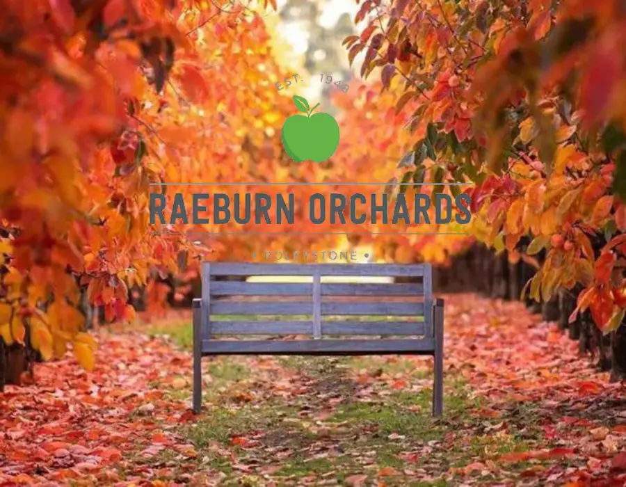 Persimmon Season Raeburn Orchards